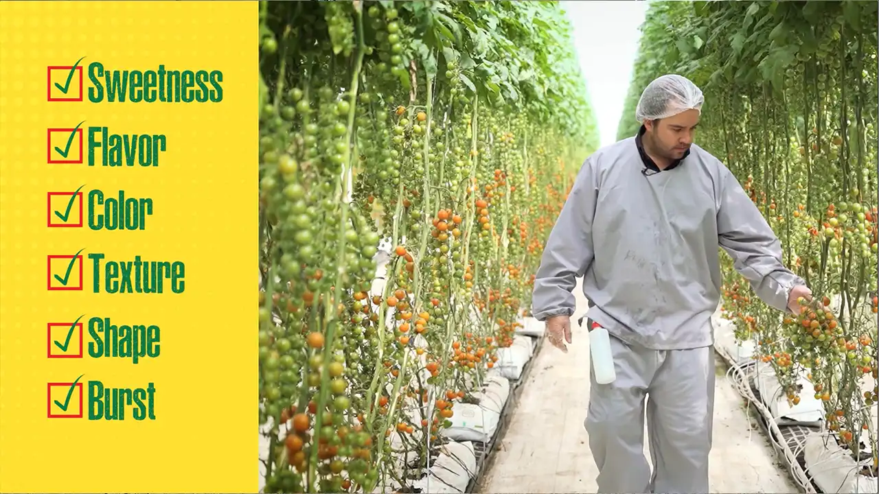 Branded product video production inside greenhouse for NatureSweet relaunch campaign
